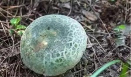 野生菌爆料娱乐圈视频,娱乐圈幕后真相大曝光